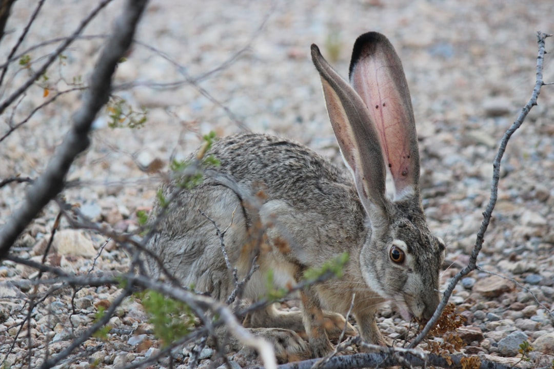 Wild Rabbit Recipes: Delicious Dishes for Every Occasion